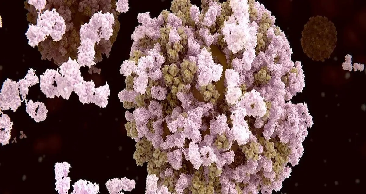 کشف جدید دانشمندان در مورد سیستم ایمنی بدن انسان