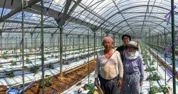 استفاده از هوش مصنوعی گوگل در پرورش خیار