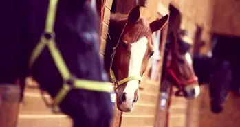 اسب ها می توانند با زبان بدن ما صحبت کنند