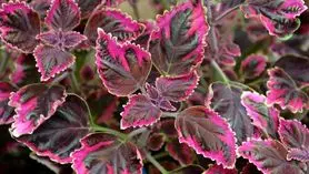 ۵ مورد از زیباترین گل های بنفش آپارتمانی را بشناسید