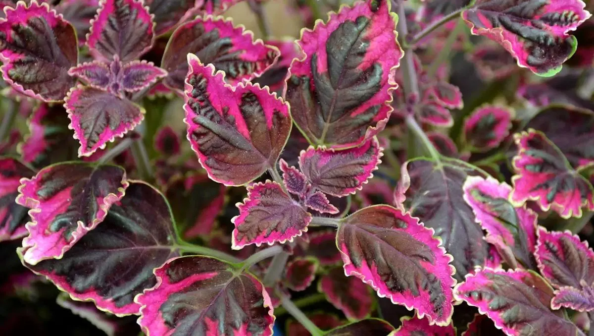 ۵ مورد از زیباترین گل های بنفش آپارتمانی را بشناسید