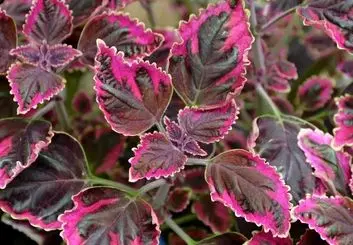 ۵ مورد از زیباترین گل های بنفش آپارتمانی را بشناسید