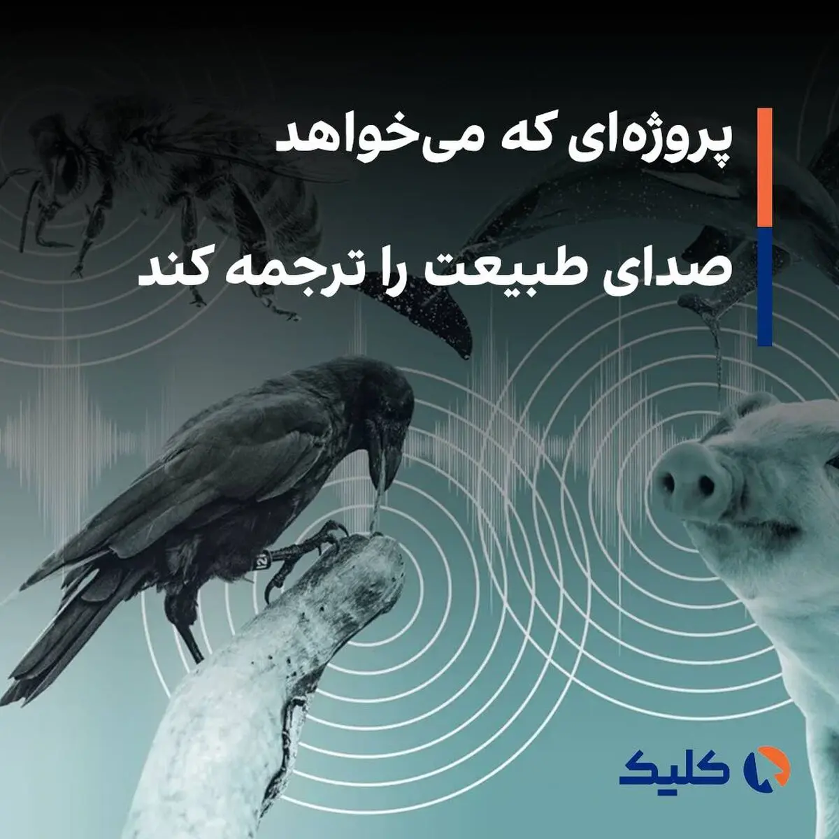 هوش مصنوعی مخاطب مستقیم حیوانات می شود