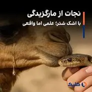 نجات از مارگزیدگی با اشک شتر؛ علمی اما واقعی