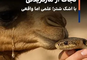 نجات از مارگزیدگی با اشک شتر؛ علمی اما واقعی