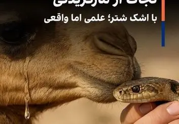 نجات از مارگزیدگی با اشک شتر؛ علمی اما واقعی