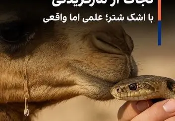 نجات از مارگزیدگی با اشک شتر؛ علمی اما واقعی