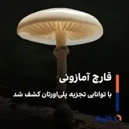قارچ آمازونی با توانایی تجزیه پلی‌اورتان کشف شد