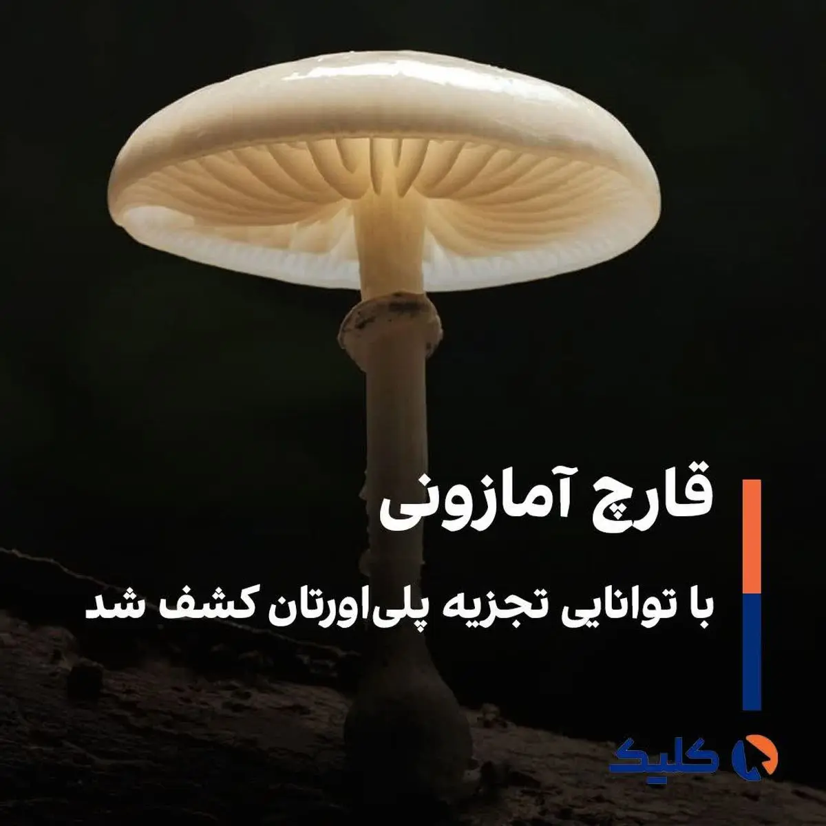 قارچ آمازونی با توانایی تجزیه پلی‌اورتان کشف شد