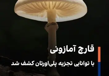 قارچ آمازونی با توانایی تجزیه پلی‌اورتان کشف شد