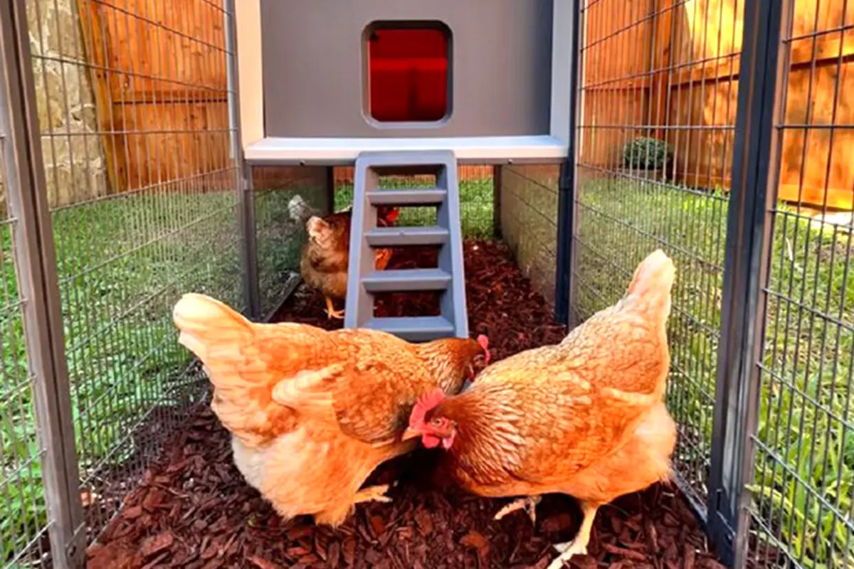 ترجمه قد قد مرغ‌ها با یک قفس هوشمند!
