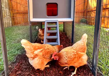 ترجمه قد قد مرغ‌ها با یک قفس هوشمند!
