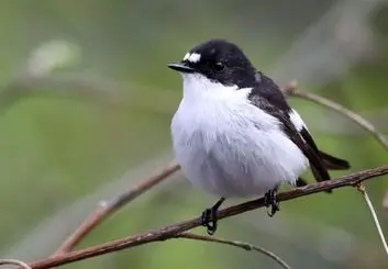 تاثیری که فاجعه چرنوبیل بر پرندگان آوازخوان گذاشت