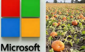 مایکروسافت 76 میلیون دلار برای خرید یک مزرعه کدو تنبل پرداخت کرد
