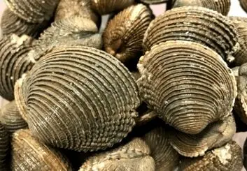 بنادر دریایی به‌عنوان نقاط سرطان‌زای مسری در صدف‌ها شناسایی شدند
