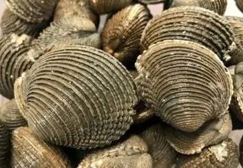 بنادر دریایی به‌عنوان نقاط سرطان‌زای مسری در صدف‌ها شناسایی شدند
