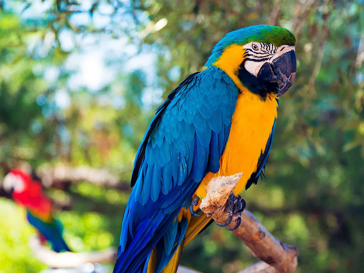 نحوه حرف زدن طوطی ها رمز گشایی شد
