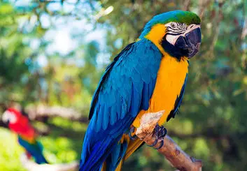 نحوه حرف زدن طوطی ها رمز گشایی شد
