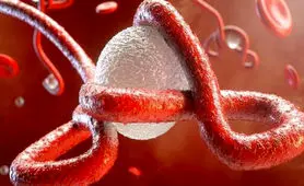 ویروسی که با ایجاد نانولوله‌ها بین‌ سلول‌ها مخفی شده و حرکت می‌کند
