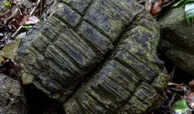 دانشمندان یک جنگل گمشده 23 میلیون ساله را در پاناما کشف کردند