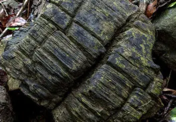 دانشمندان یک جنگل گمشده 23 میلیون ساله را در پاناما کشف کردند