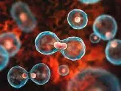 شناسایی سلول‌های پیر، آسان شد